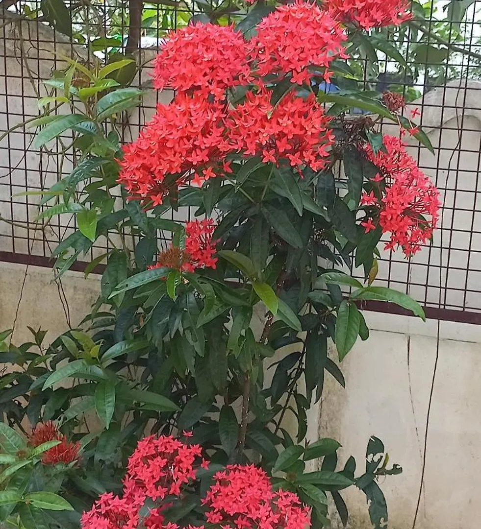 Megapodenesthomestay North Paravur Inde
